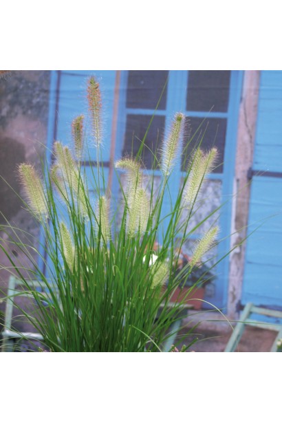 Жемчужное просо Литтл Банни